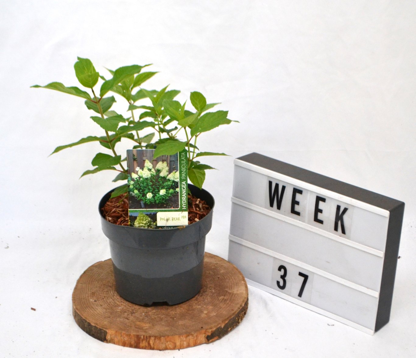 Hydrangea pan. 'Polar Bear' - C3 20-40 CM